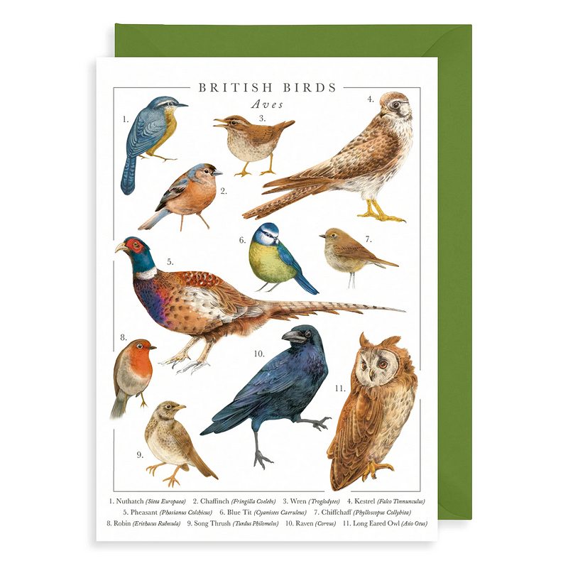 Art File British Birds Greetings Card NP08 front