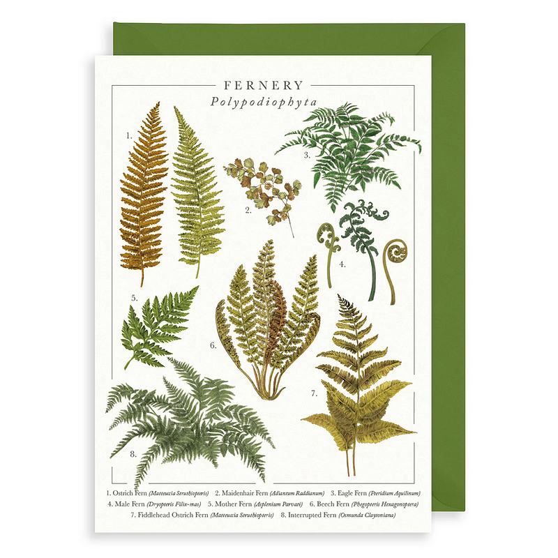 Art File Fernery Greetings Card NP05 front