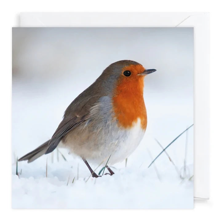 Charity Christmas Cards 6 Pack Photographic Robin XP440 card front