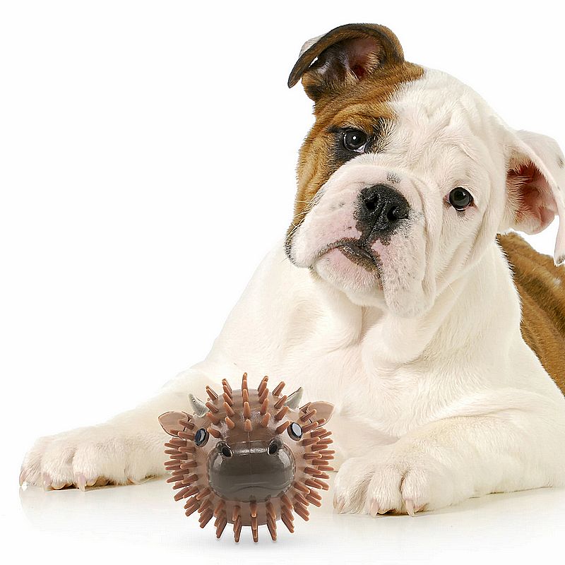 Kobe Cow Dog Ball DIG32 with dog