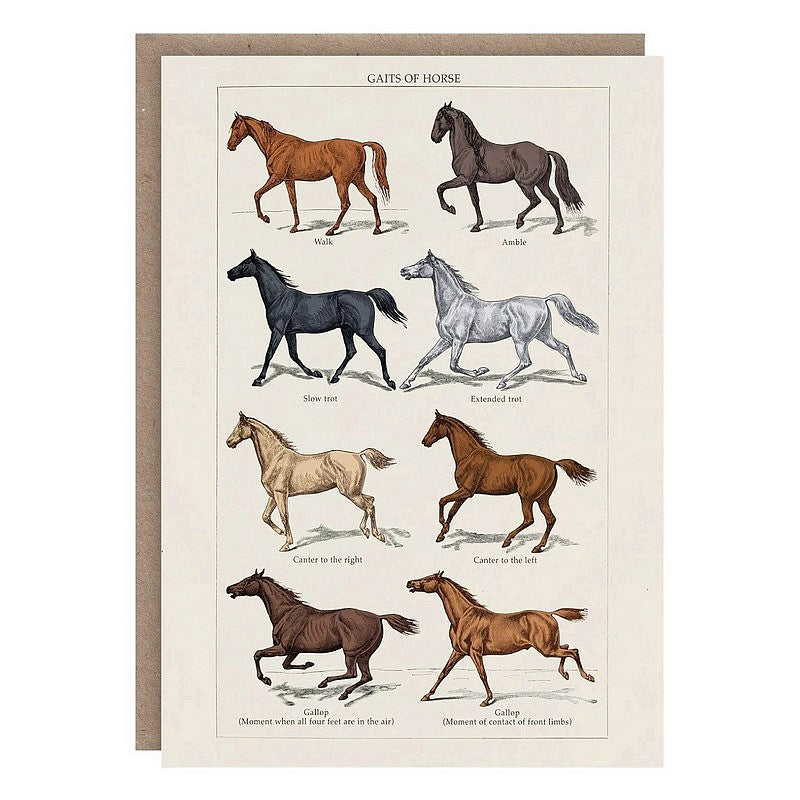 The Pattern Book Gaits of a Horse Greetings Card PB2427 front