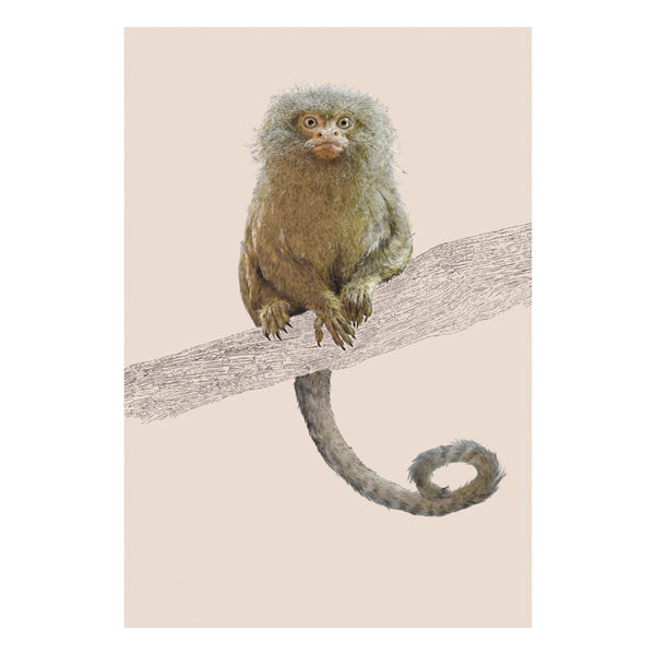 ArtFile Pygmy Marmoset Card NH29