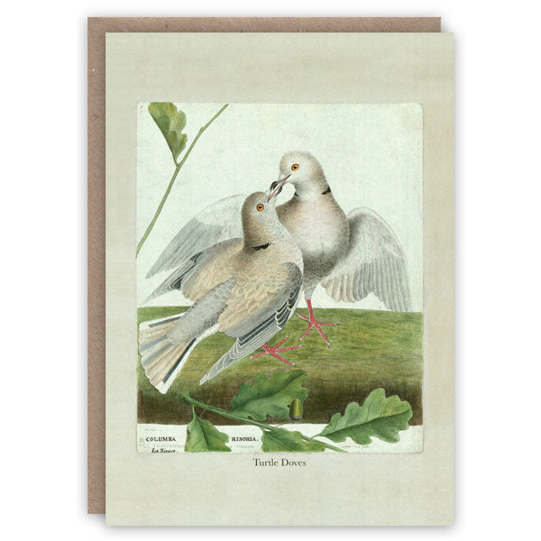 Pattern Book Turtle Doves Greetings Card PB2213 front