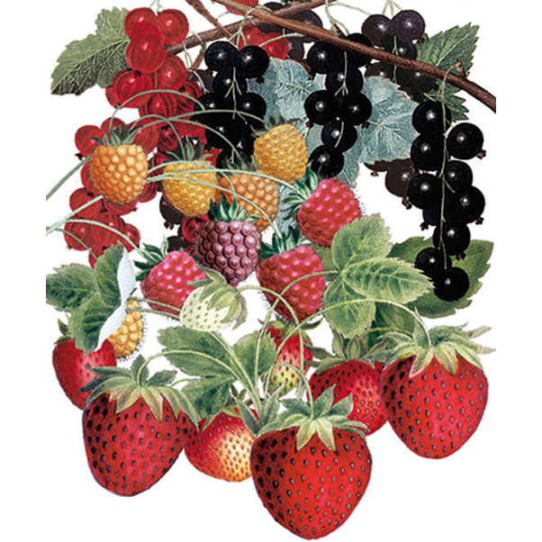 Summer Fruits Card NHM74