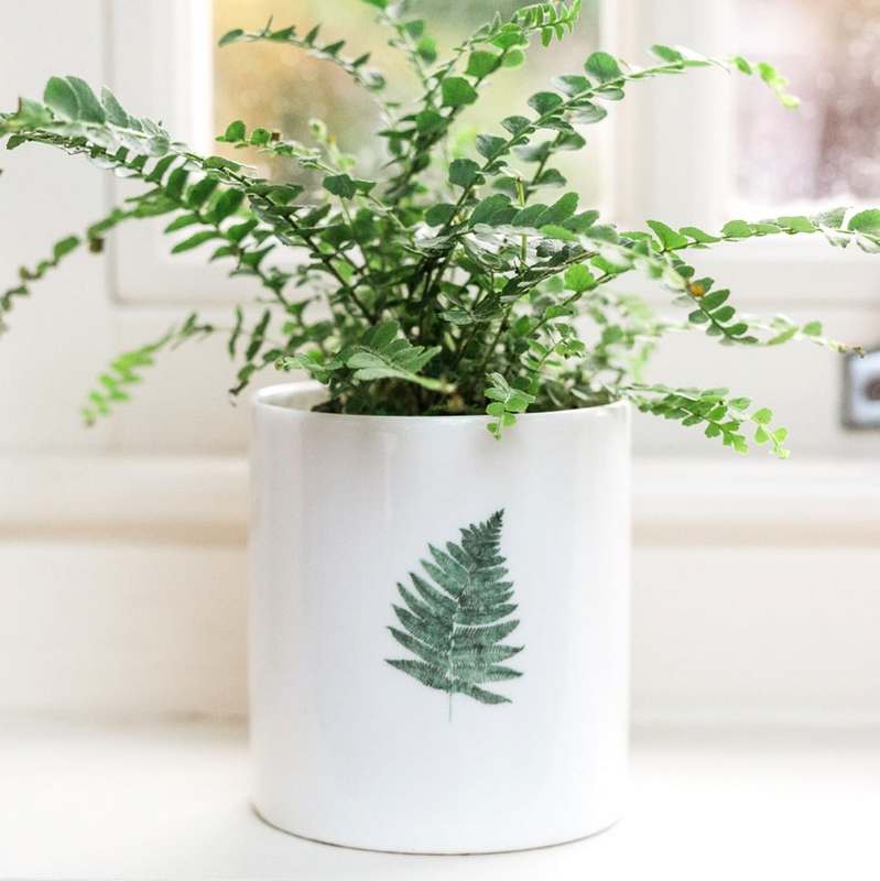 Toasted Crumpet Fine Bone China Pot Fern FBT15 planted