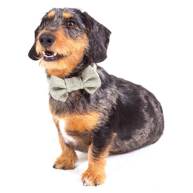 Tweedmill Bow Tie Herringbone Olive PEDGBTTW371 on dog