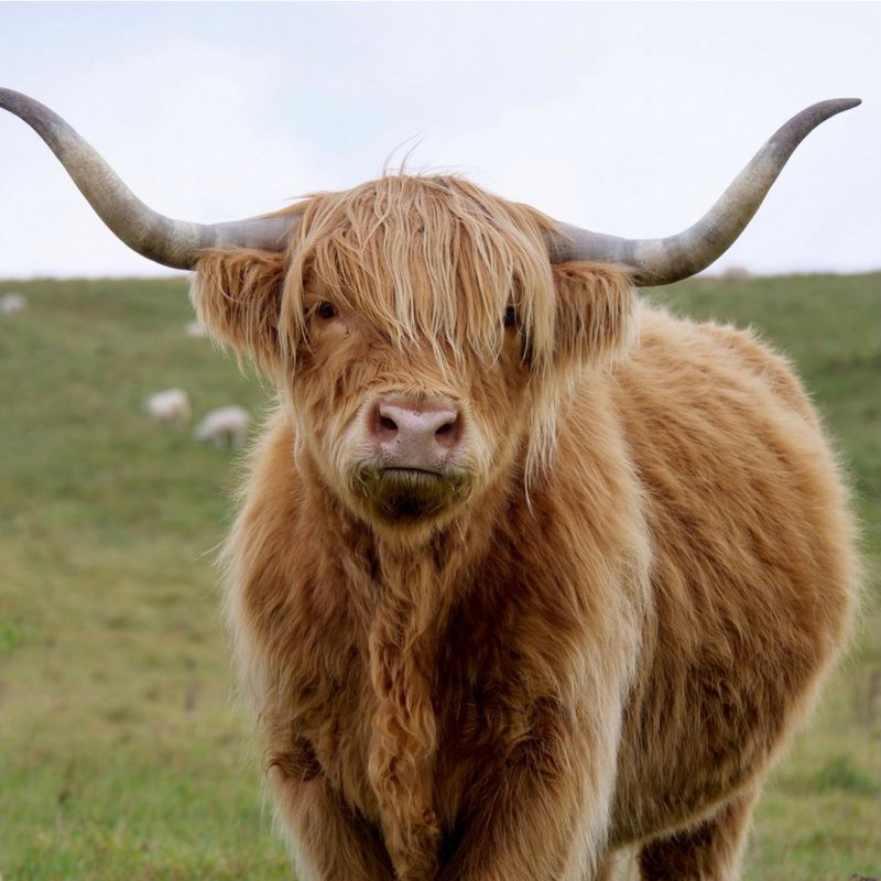 Highland Cow 
