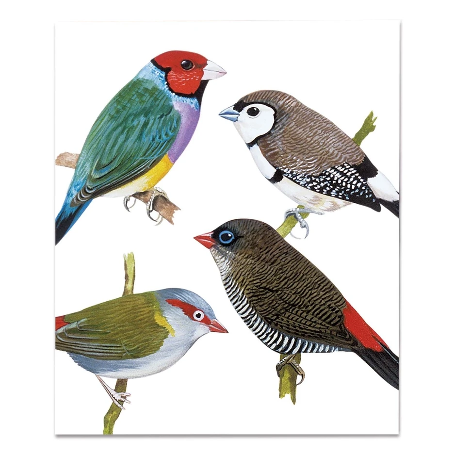 Archivist Gallery Finches Card NHM352 front