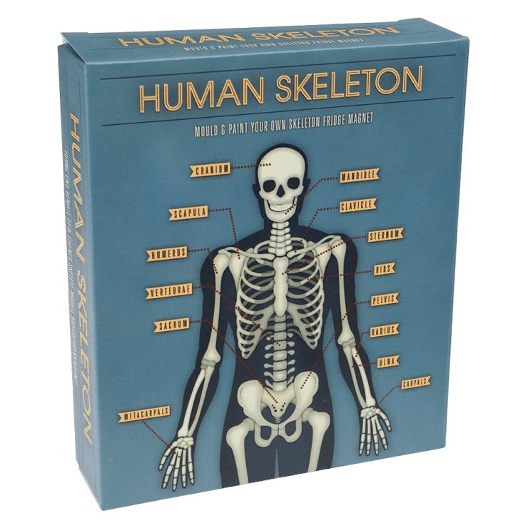 Make Your Own Human Skeleton Fridge Magnet 28552 box front