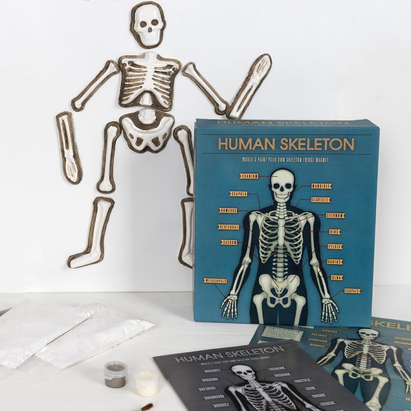 Make Your Own Human Skeleton Fridge Magnet 28552 lifestyle