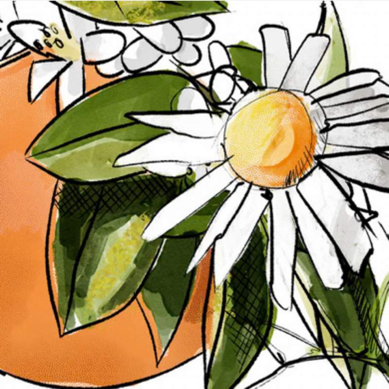 Siabann Liquid Handwash Chamomile & Orange illustration