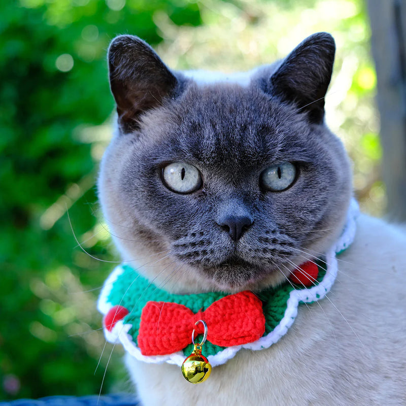 Talking Tables Botanical Pet Crochet Cat Collar BC-PET-COL-CAT on cat 1