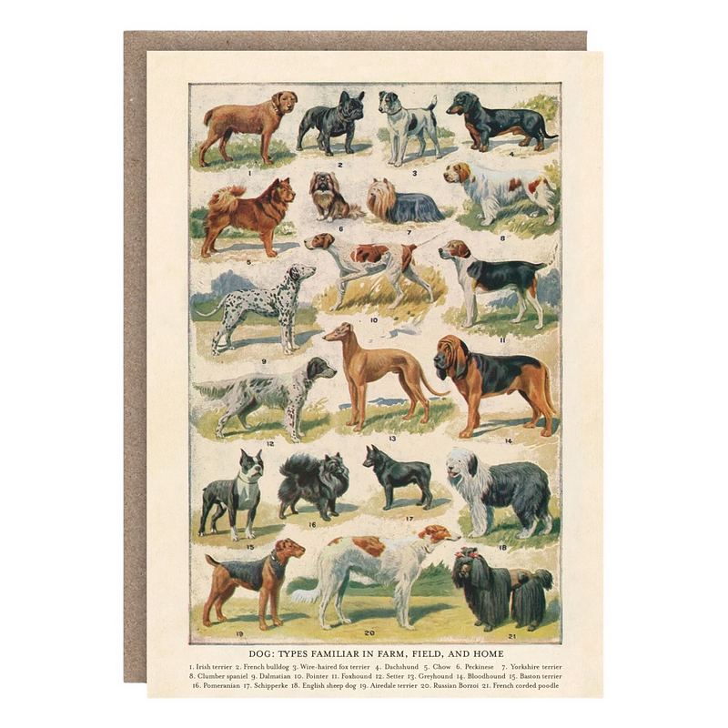 The Pattern Book Dog Breeds Greetings Card PB2325 front
