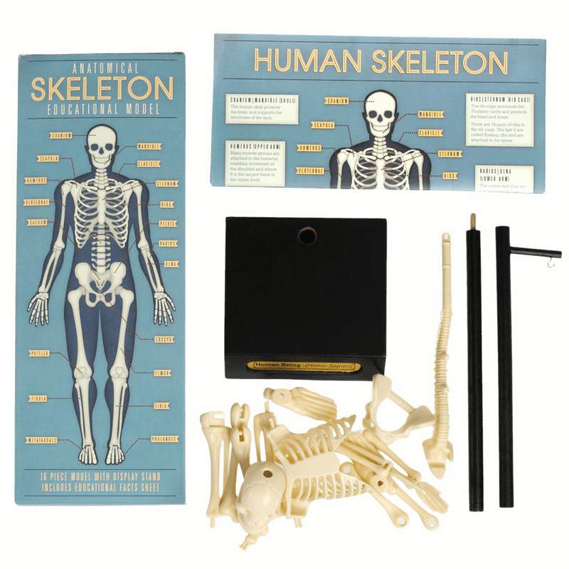 Anatomical Skeleton Model 24787 contents