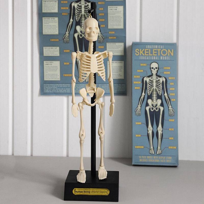 Anatomical Skeleton Model 24787 lifestyle
