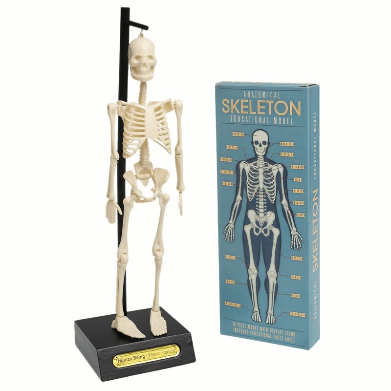 Anatomical Skeleton Model 24787 main