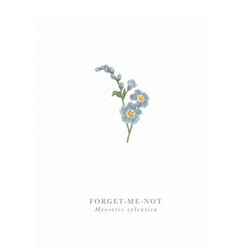 Art File Botanical Illustration Greetings Card Forget-Me-Not BK08 front