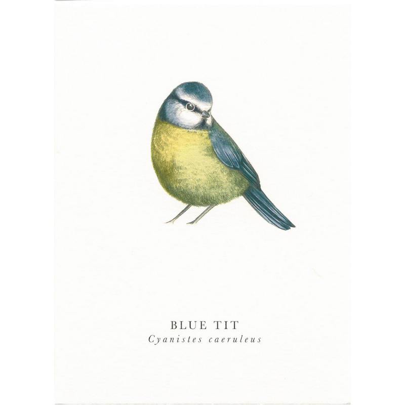 Art File Greetings Card Blue Tit BK16 front