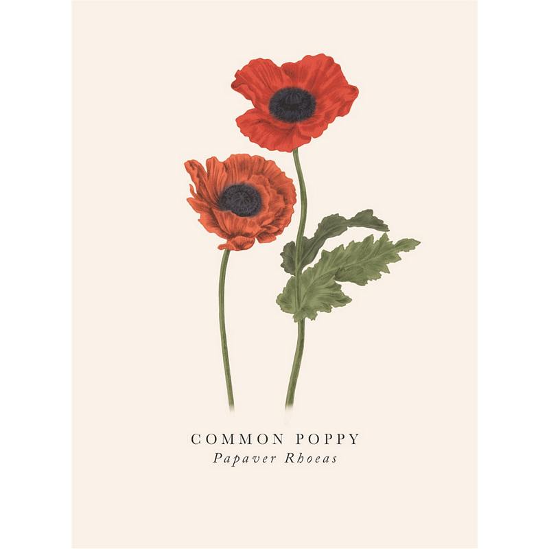 Botanical Illustration Card Common Poppy