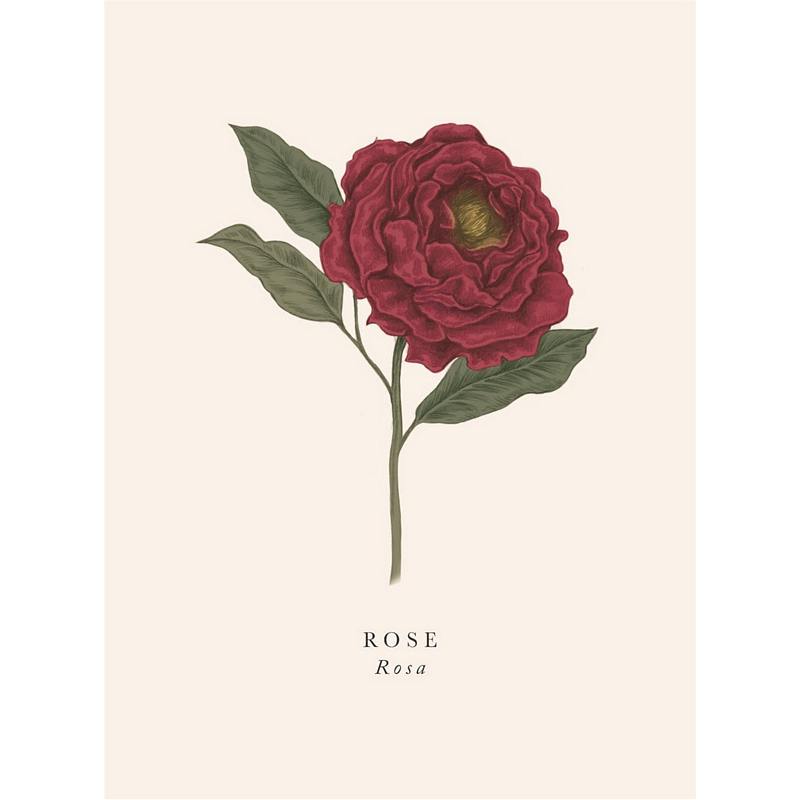 Art File Greetings Card Botanical Illustration Red Rose BK06a front