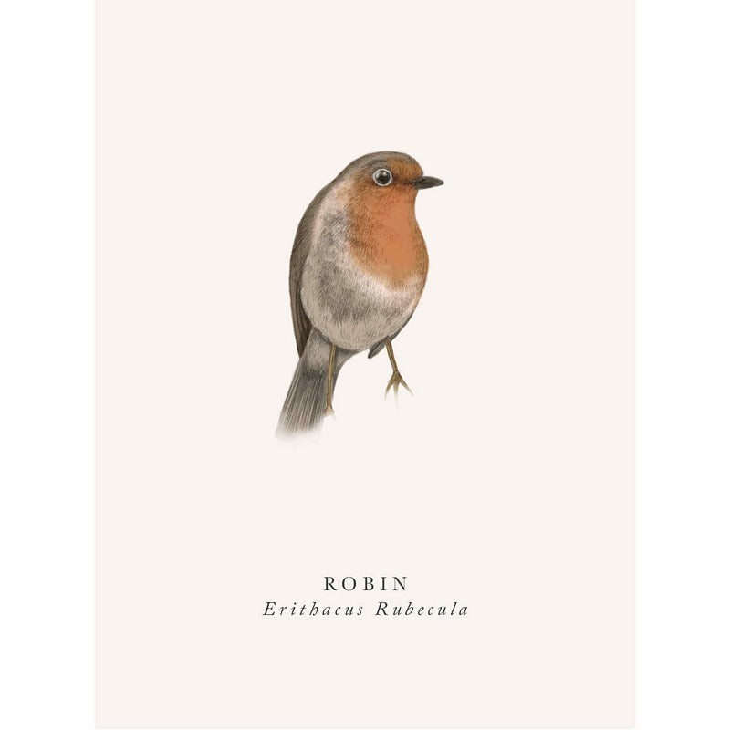 Art File Greetings Card Robin Red-breast BK17