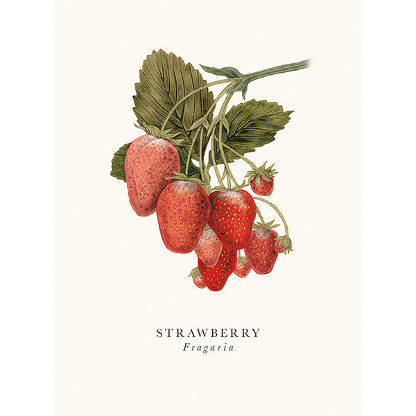 Art File Greetings Card Strawberry BK09