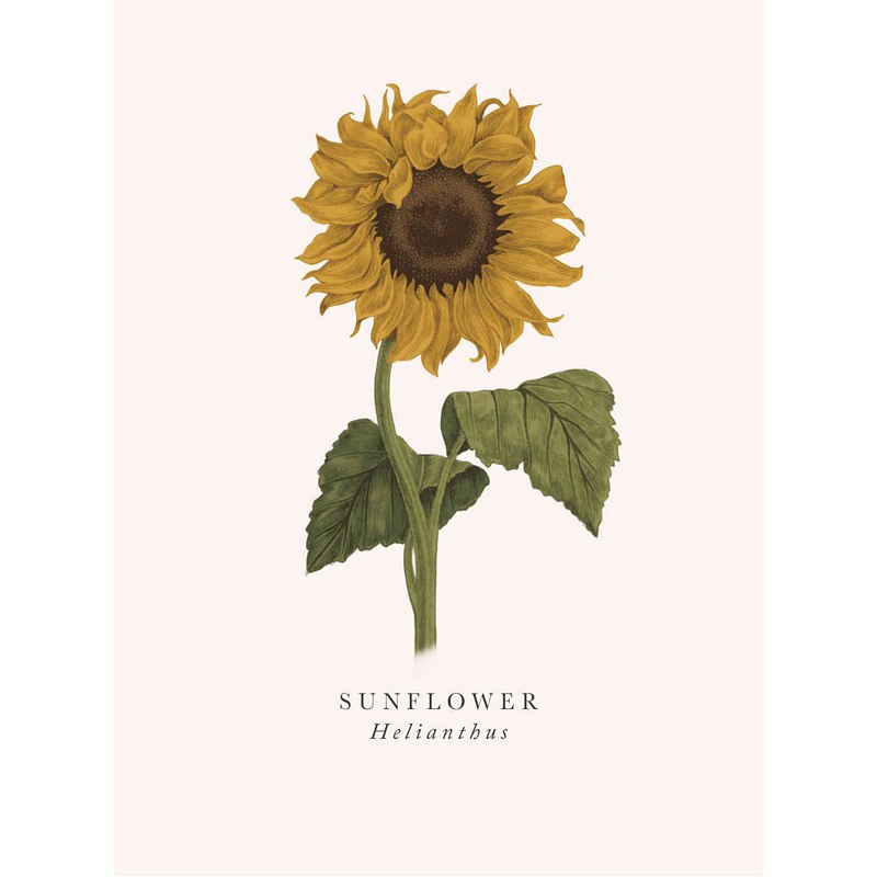 Art File Greetings Card Sunflower BK01