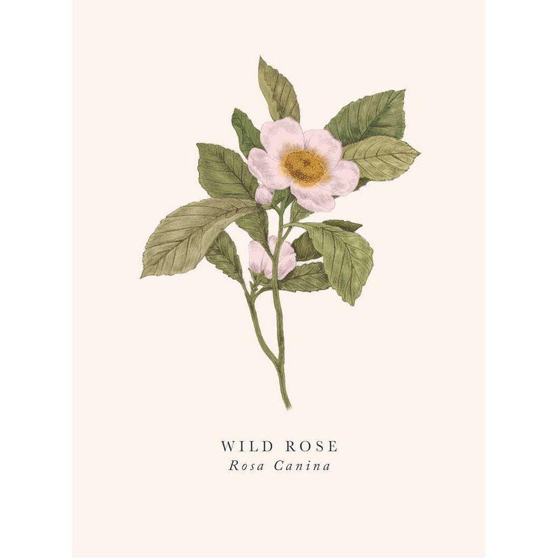 Art File Greetings Card Wild Rose BK04