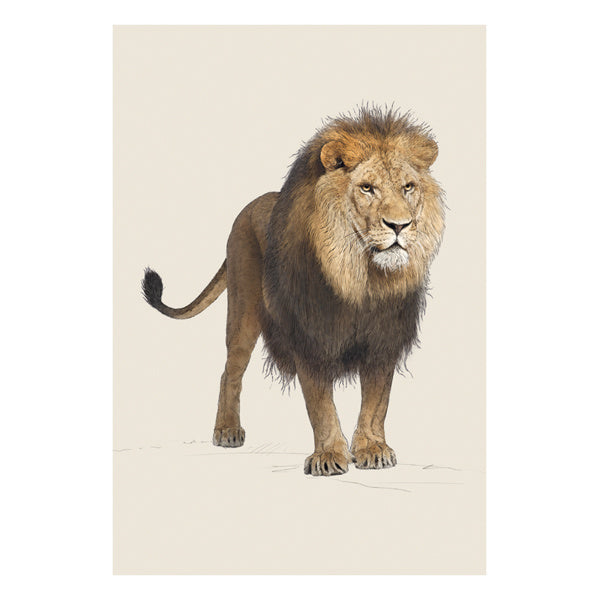 ArtFile Lion Card NH34