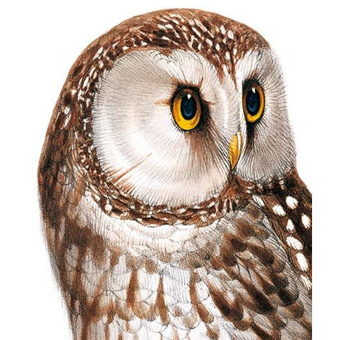 Brown Owl Card NHM59