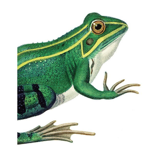 Green Frog Card