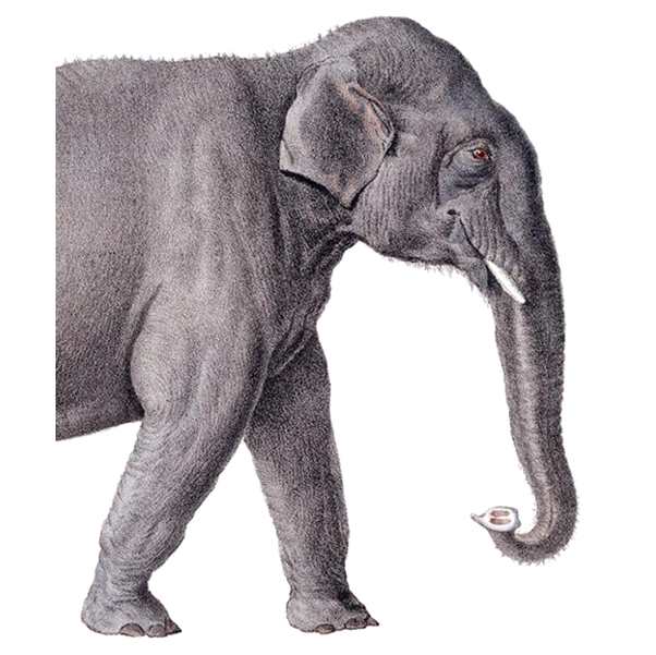 Indian Elephant Card