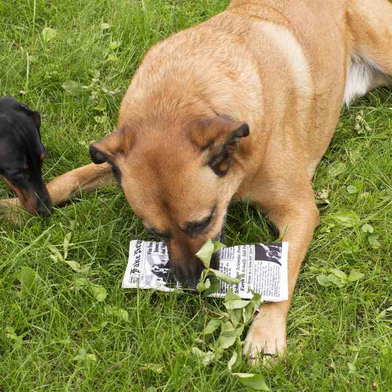 Kikkerland Doggy Fake News Toy DIG05 lifestyle