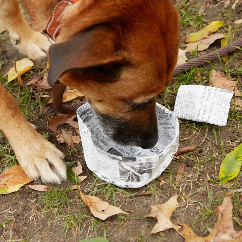Kikkerland Doggy Fake News Water Bowl DIG30 in use