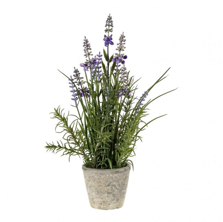 Lavender Classic with Cement Pot Small 399381 front