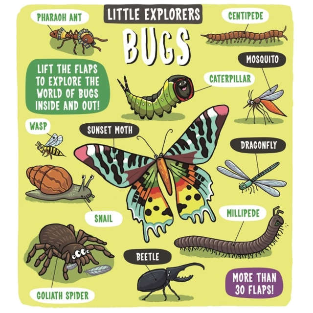 Little Explorers Bugs board book front