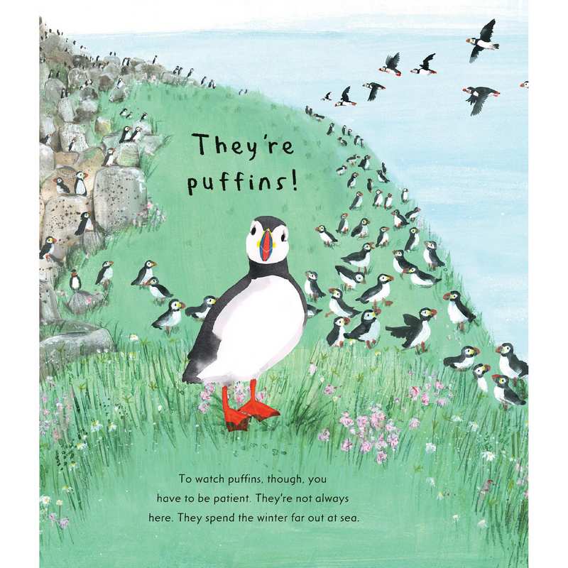 Puffin by Martin Jenkins Hardback Book inside 1