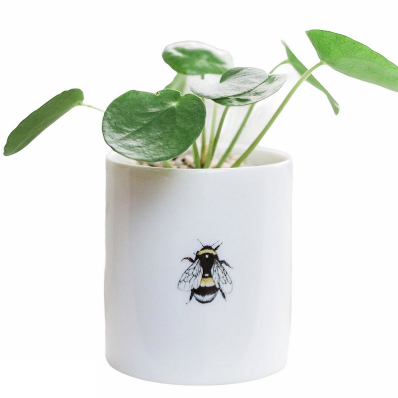 Toasted Crumpet Fine Bone China Pot Bumblebee FBT04 planted