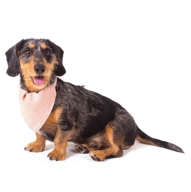 Tweedmill Dog Neckerchief Herringbone Dusky Pink PEDGNTW370 on dog