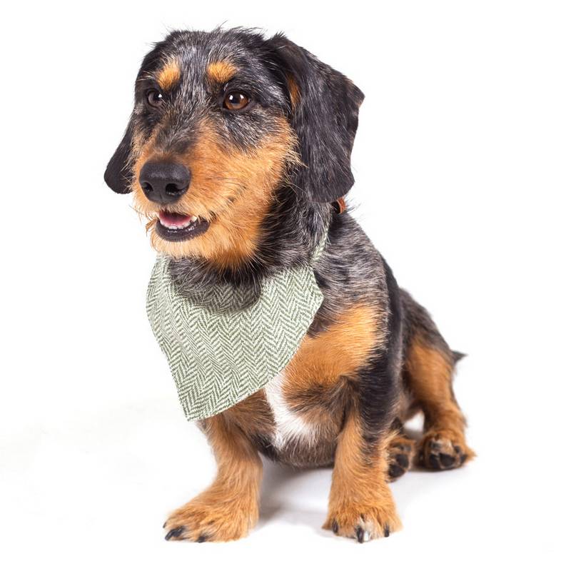 Tweedmill Dog Neckerchief Herringbone Olive PEDGNTW371 on dog